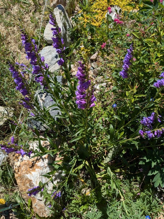 Ramshorn View Estates - Residential