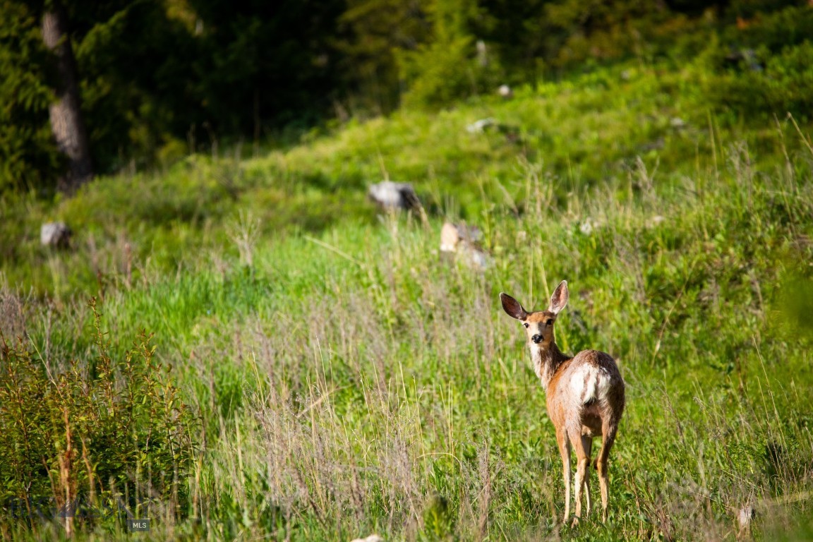 Bear Paw Ponds - Land