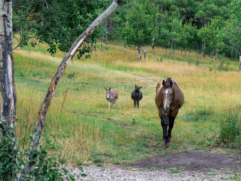 Certificate Of Survey COS - Residential