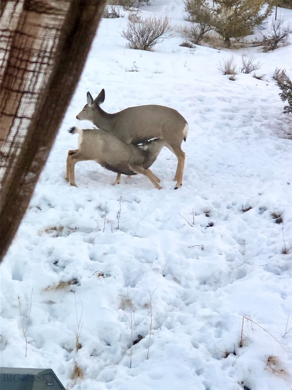 Ponderosa Pines - Residential