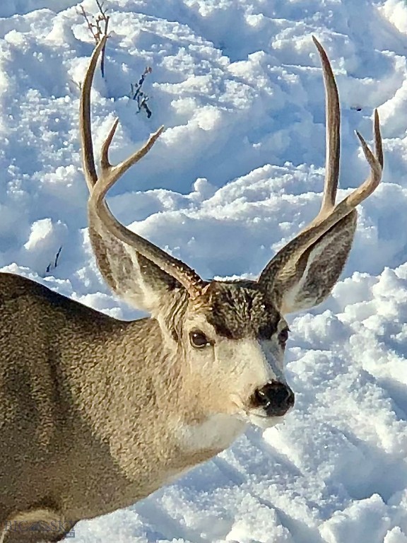 Ponderosa Pines - Residential