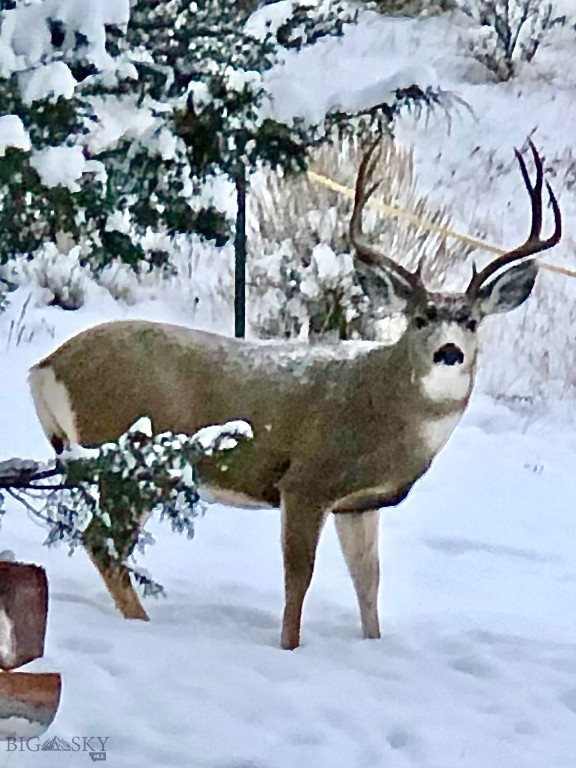 Ponderosa Pines - Residential