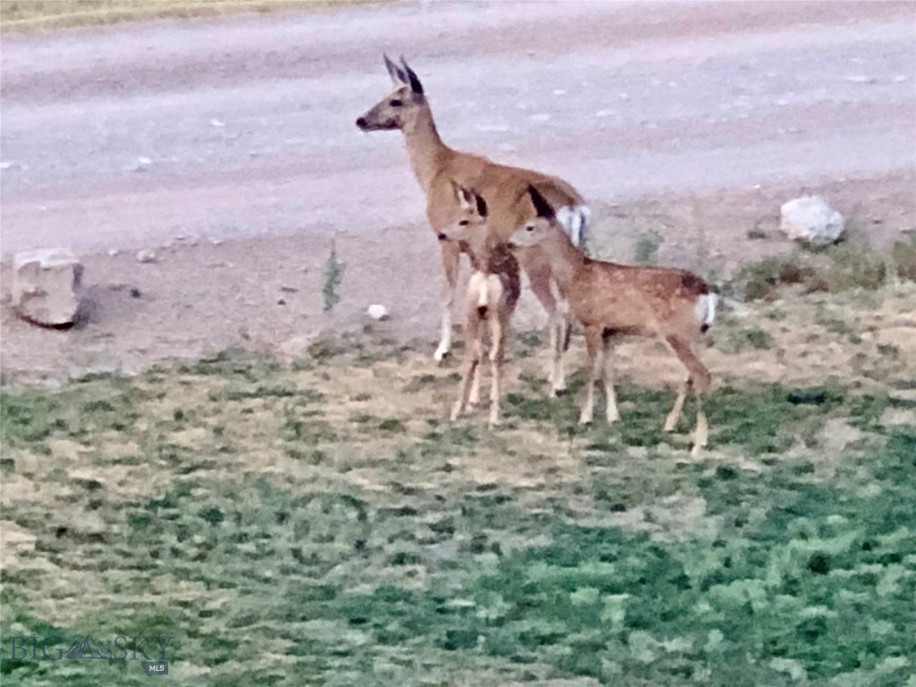 Ponderosa Pines - Residential