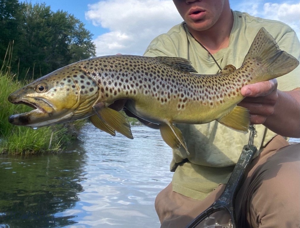 Rainbow - Residential