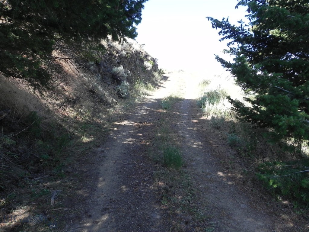 Ponderosa Pines - Land