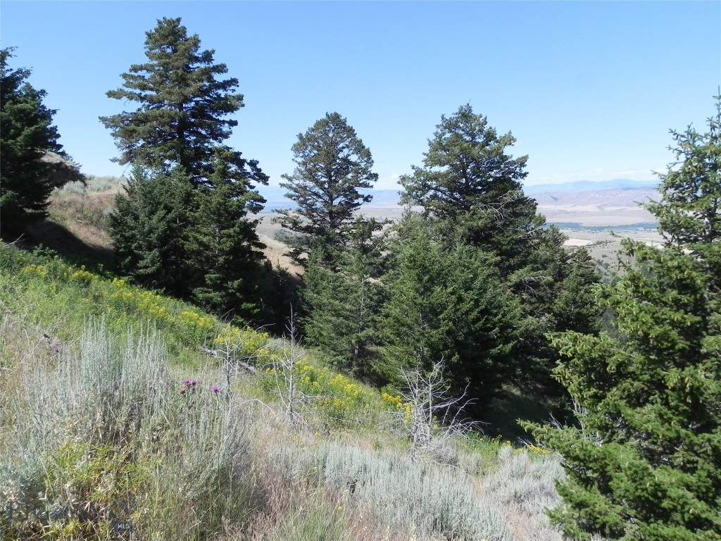 Ponderosa Pines - Land