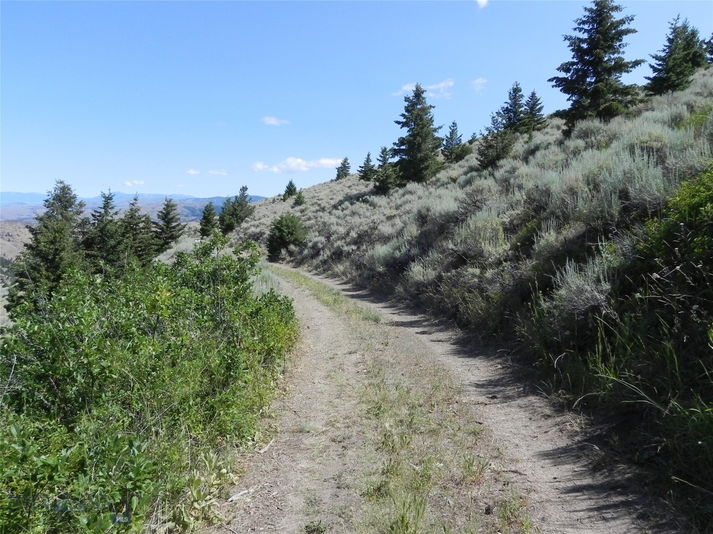Ponderosa Pines - Land