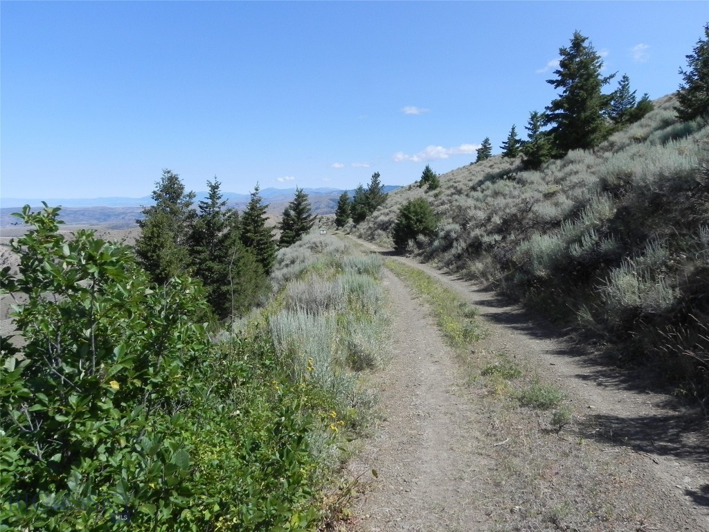 Ponderosa Pines - Land