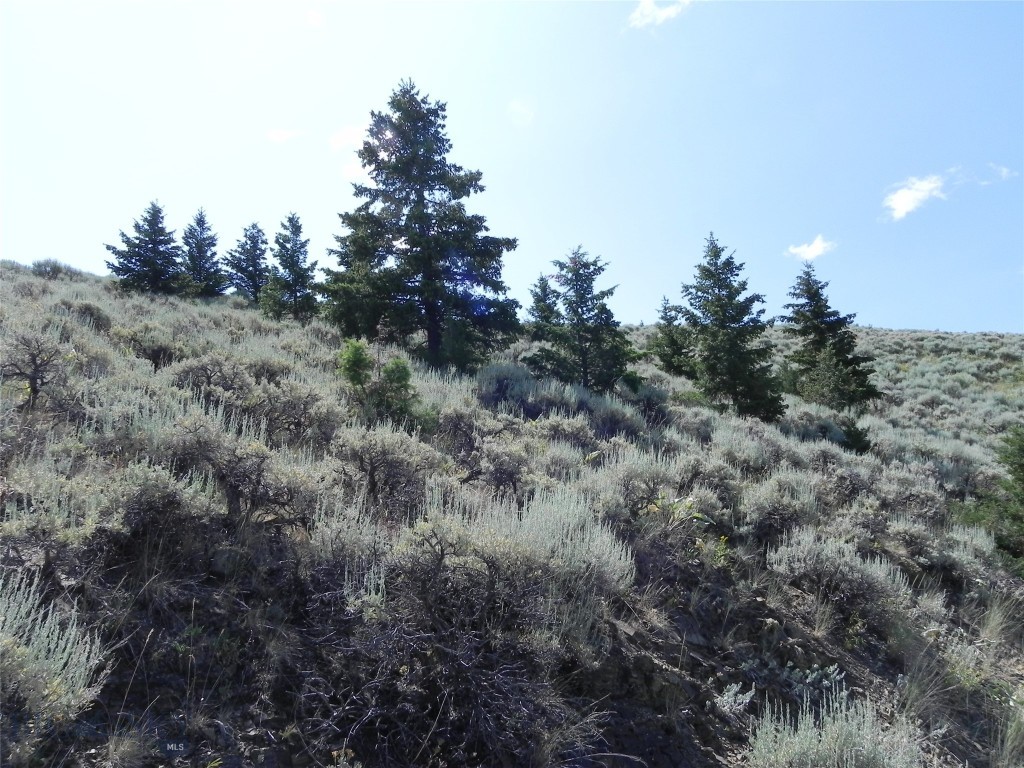 Ponderosa Pines - Land