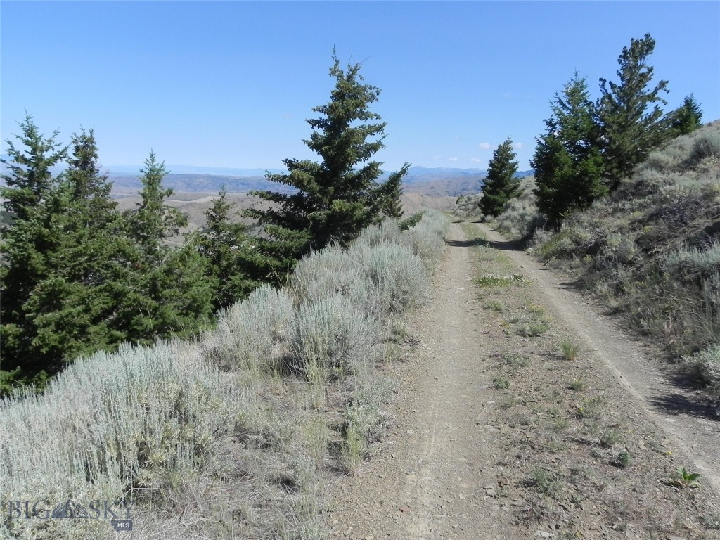 Ponderosa Pines - Land