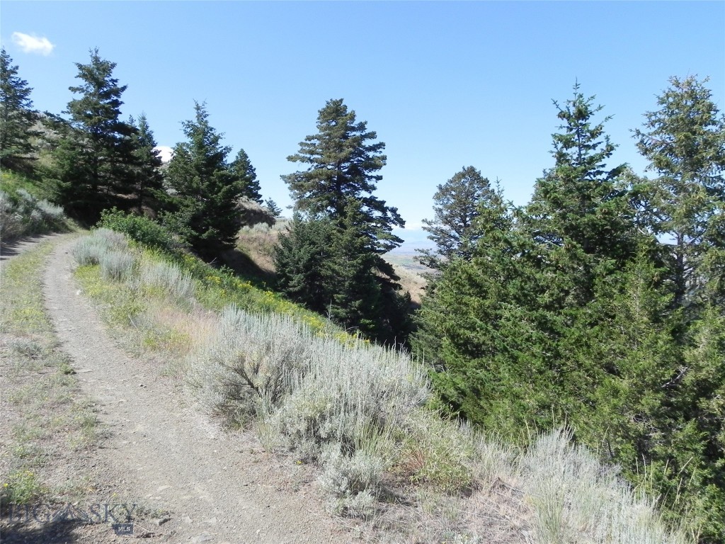 Ponderosa Pines - Land