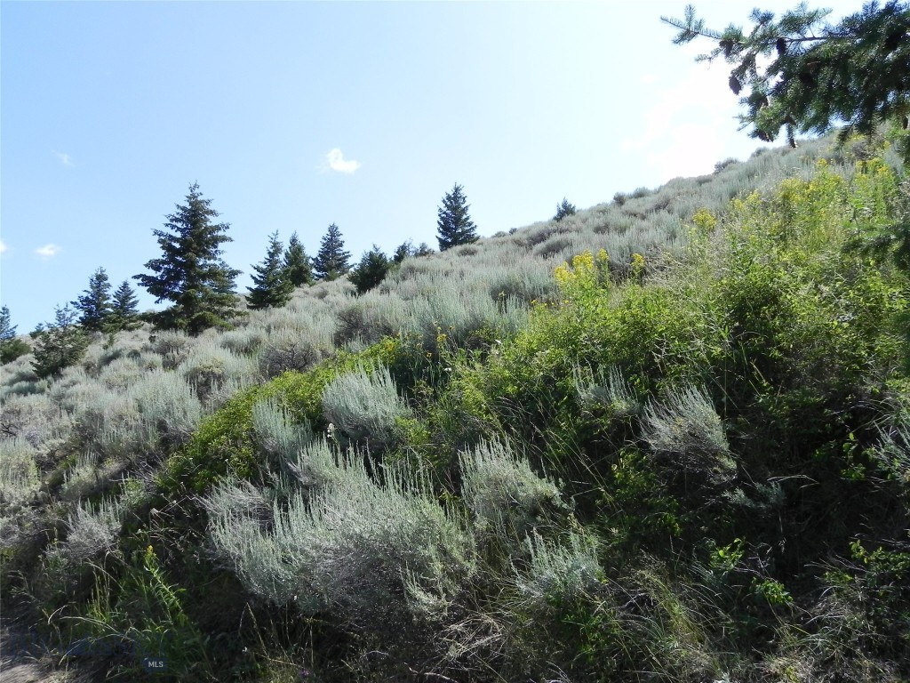 Ponderosa Pines - Land