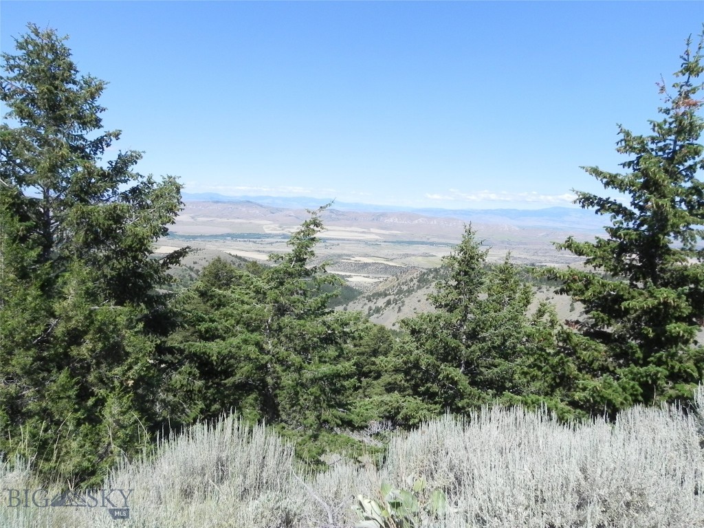 Ponderosa Pines - Land