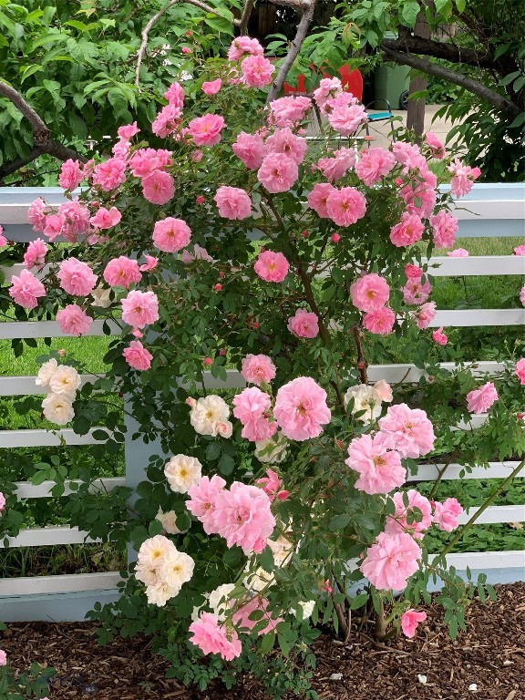 Park Addition - Residential