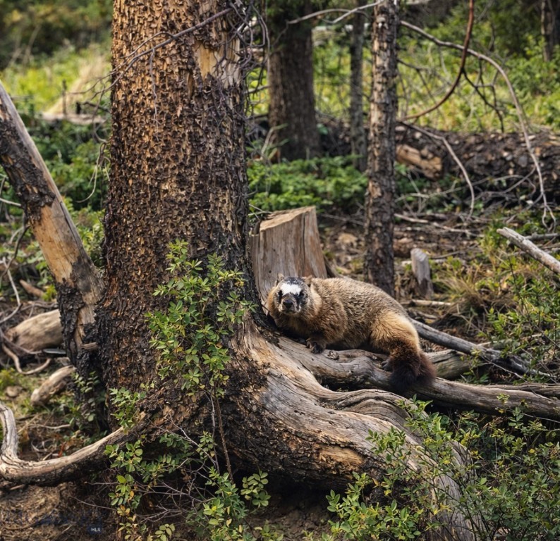 Jefferson Valley Estates - Residential