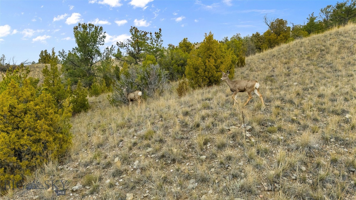 Ponderosa Pines - Land
