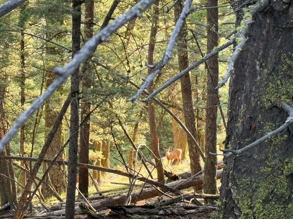 Yellowstone Basin Properties - Land