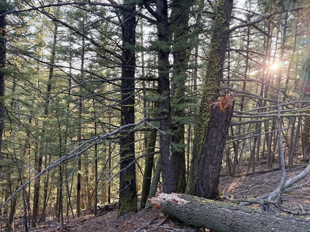 Yellowstone Basin Properties - Land