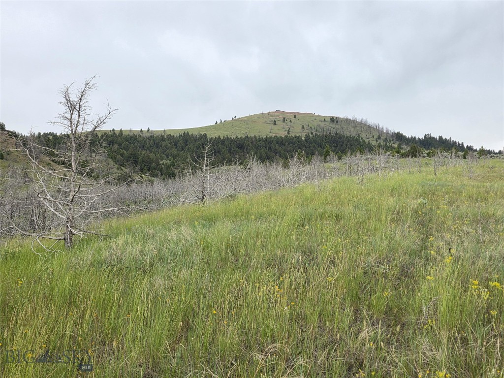 Ponderosa Pines - Land