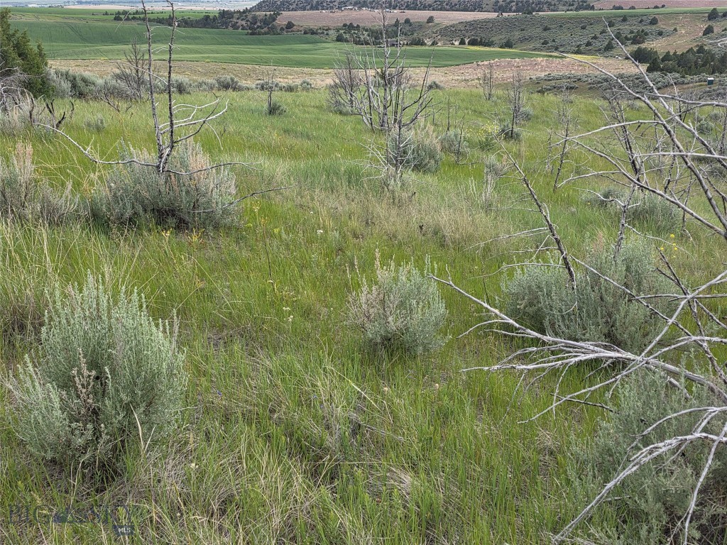 TBD Homestead