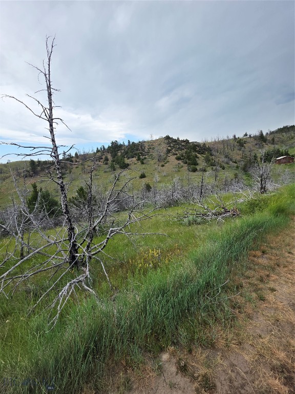 Ponderosa Pines - Land