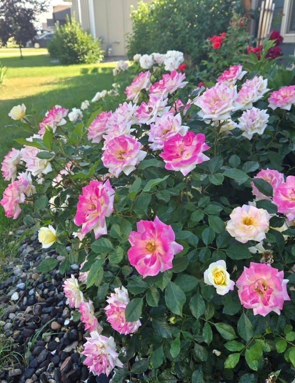 Ryen Glenn - Residential