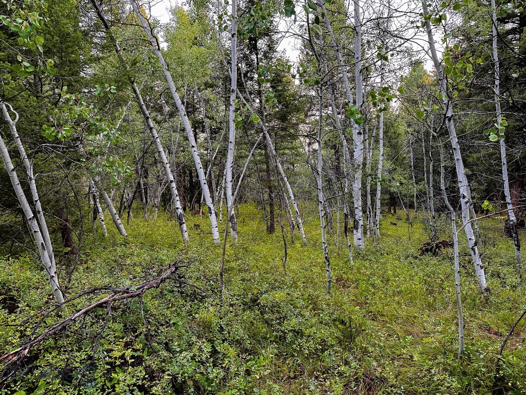 NHN Perry Ranch Road