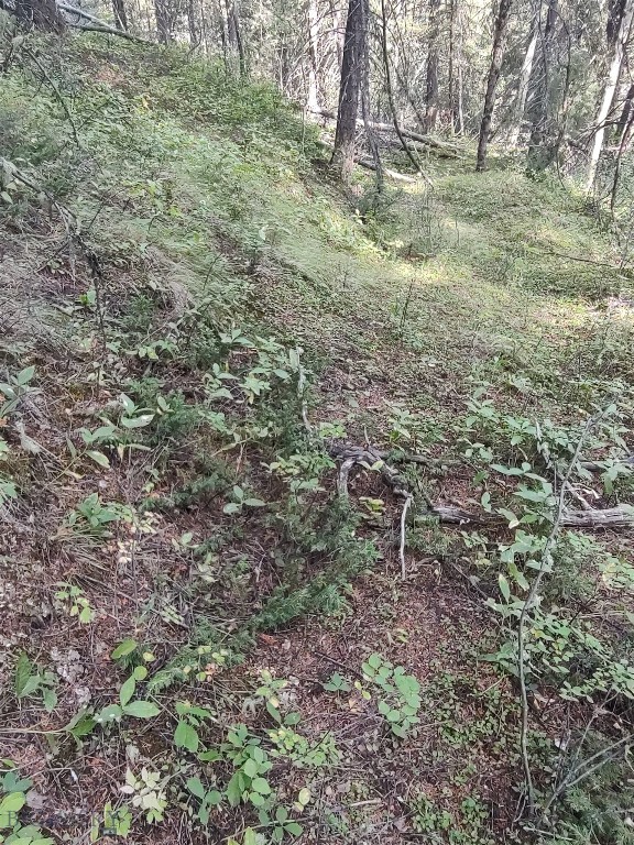 Nice little piece of Montana! Less that 2 miles from Philipsburg. No Covenants, Electric runs across the lot. Lot has cell service. OnX is very useful