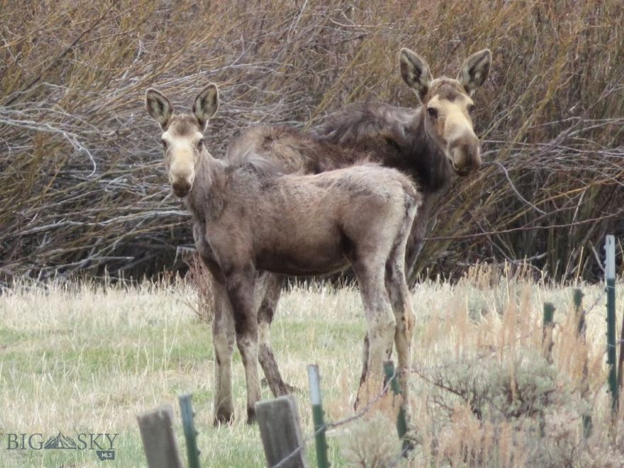 Montana land with a creek, moose, elk, and deer, mountain views, public land all around, hunting, and trees. This great mountain property is ready to pull your camper in or build your Montana cabin right by the banks of Wickiup Creek that runs right through the property. You’ll be able to step out on your porch and enjoy the creek as it babbles its way by on its way down the drainage, eventually running into the Big Hole River near Melrose, Montana. The creek has very small fish and other aquatic critters, and it’s in a semi-broad valley bottom with willows, sedges, and other lush vegetation. The moose browse here, and the elk and deer like it too for its water and lush feed. Old beaver dams can be found on Wickiup Creek that used to create ponds as the creek made its way through the valley. The setting is amazing, right next to the creek, with the forested and sagebrush hillsides all around you. Properties like this don’t come on the market very often, with all the water and wildlife in the area. The property has BLM and State lands very close by and all around the property, too. So, you can walk or drive down the road a few hundred feet and start hunting, hiking, and recreating on all the public lands that surround the area. The National Forest is only a few miles up the road, where the Highland Mountains can be found. There are trails and roads to explore and hike, ATV, or drive, and lots of country to take off hunting elk and deer. Having all the BLM and State lands very nearby the property gives you more land right out your back door that’s there for your enjoyment. What a great feeling to know that the hills just down drainage from the property are wide open spaces there for your hunting, hiking, and enjoyment. From the property, you’ve got views of the Highland Mountains and surrounding foothills that are amazing too. You’ll be able to see elk and deer right from the property, or drive out on the public road that comes through the property and find other elevated vantage and glassing points. There are thousands and thousands of acres, and you’re right out in the middle of it all. You can hunt both elk and deer with a general tag, and there are extra cow elk tags you can draw for a second elk as well, since the elk are so plentiful in Hunting District 340. There are vast amounts of country to find them in, so you can’t go wrong. This is an amazing recreational property back in the mountains of Montana.