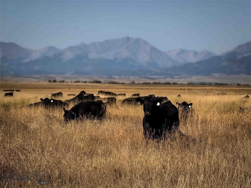 Nestled in the heart of Sweet Grass County, Cayuse Creek Ranch is a rare and exceptional offering in Montana’s rich ranching and sporting landscape. Spanning approximately 1,185± deeded acres, this well-balanced property lies just east of the charming community of Melville and only 20± minutes north of Big Timber. With easy access to Bozeman in under an hour and a half, it offers pristine natural beauty, exceptional recreational opportunities, and the practicality of a working ranch, making it a true legacy investment. A cornerstone of the property is its impressive water features. Cayuse Creek meanders through the ranch for 2.2± miles—restored by professionals to enhance its wild trout habitat, water quality, and overall flow. It now supports a vibrant fishery, teeming with healthy populations of brown trout, some exceeding 20 inches. In addition, over a mile of meticulously restored spring creek offers another exceptional cold-water fishery, elevating the angling experience for fly-fishing enthusiasts. Cayuse Creek Ranch improvements are tasteful, practical, and in harmony with the setting. The main residence is comfortable and welcoming, complemented by a newly constructed equipment shop and a beautifully updated rustic guest cabin. Views from the property are breathtaking, especially those of the towering Crazy Mountains, which provide a dramatic backdrop to the serene ranch setting. With strong water rights supporting prolific grass growth, the ranch currently accommodates 500 bred yearlings seasonally. Unencumbered by a conservation easement and bordered by nearly 0.7± miles of state land, Cayuse Creek Ranch presents an unparalleled opportunity to own a productive, scenic, and recreationally rich property in one of Montana’s most iconic​​‌​​​​‌​‌​​​​‌​​‌​​​​‌‌ regions.