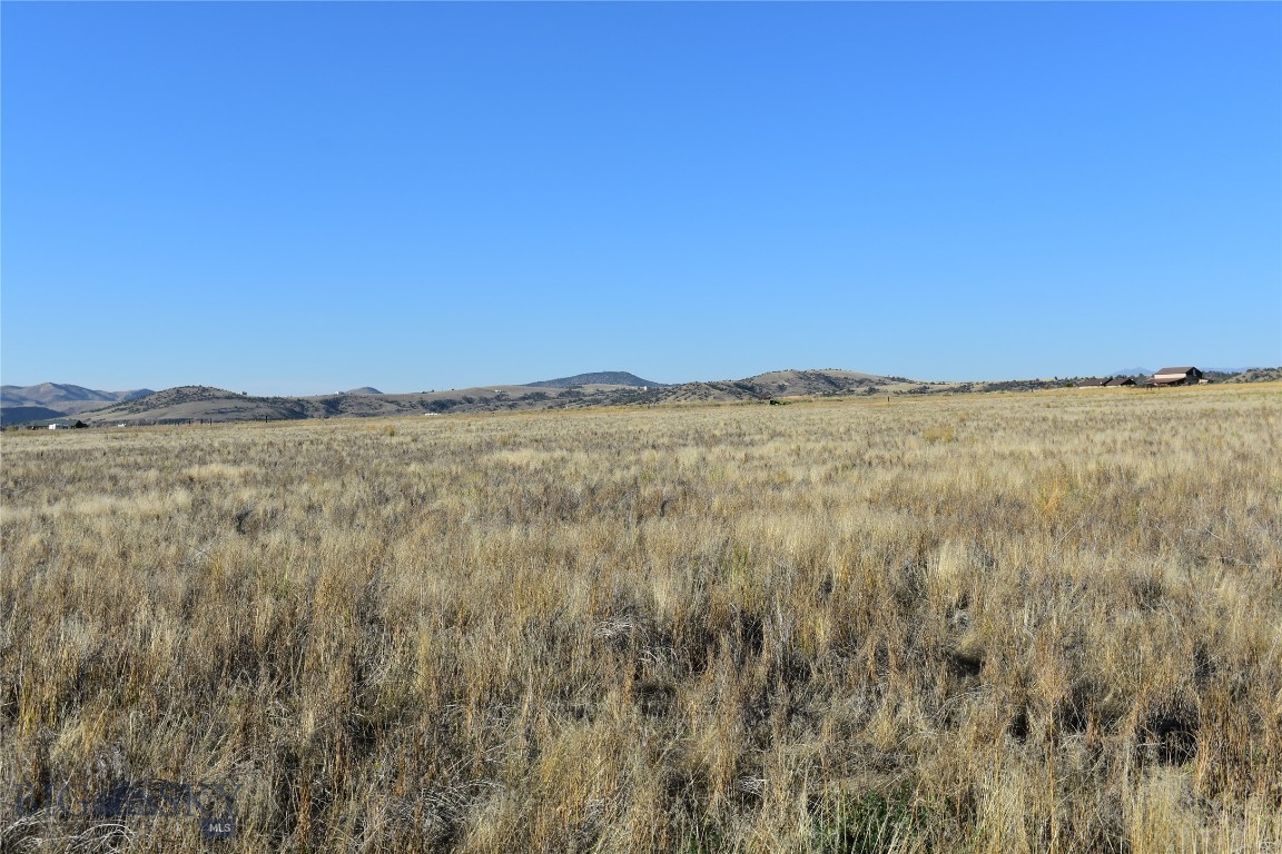 Ponderosa Pines - Land