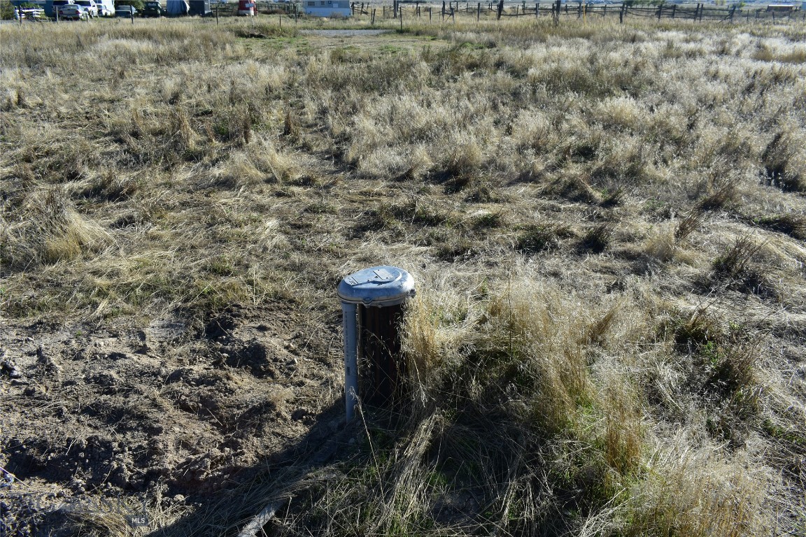 Ponderosa Pines - Land