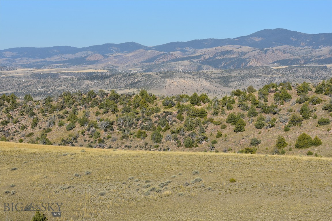 Ponderosa Pines - Land