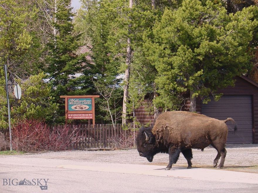 Total of 13 Bedrooms, 8 Baths, Plus Office and Garage! Nestled in the heart of West Yellowstone, Montana, just six blocks away from the iconic Yellowstone National Park, the Yellowstone Wildlife Cabins present a remarkable opportunity. This property boasts six distinct cabins or units, offering a range of accommodations from budget-friendly to deluxe, with options of 1, 2, or 3 bedrooms. While many accommodations are available in West Yellowstone, very few provide the complete comfort and convenience found in our cabins. Each unit is fully equipped with a kitchen, a cozy living room, a washer/dryer, and an outdoor grill. Some units even feature flat-screen TVs with satellite channels, fireplaces, and various other amenities to ensure an unforgettable stay. What sets our cabins apart is their unique wildlife theme. Each unit is inspired by the captivating wildlife of Yellowstone Park, from the cunning Fox to the majestic Bison, the imposing Bear, the regal Moose, the graceful Elk, and the enigmatic Wolf. You'll feel the spirit of Yellowstone Park in every corner of our cabins. West Yellowstone serves as the busiest gateway to Yellowstone Park, welcoming a significant portion of the park's annual 3+ million visitors, especially during the May to October period. Yet, the property's potential doesn't end with the summer season. Staying open during the winter months opens doors to capitalize on the park's winter activities, making it an attractive year-round investment. With 16 years of ownership, the current owners have nurtured lasting relationships with guests who return year after year. They've diligently maintained and updated the property with modern appliances and unit renovations. This property offers a turn-key business opportunity with potential for increased revenue. Explore options like vacation rentals, monthly accommodations, employee housing, or even consider the prospect of constructing new multilevel structures to increase revenue further. The sale includes valuable assets such as the client database, a proprietary computer reservation system, the website, blog, domain name, social media profiles, and reviews. Alongside the six accommodation units, you'll also find a new office building and a 21x30 heated garage for additional storage. For a personal tour of this remarkable property, please schedule an appointment with the listing agent or your preferred REALTOR. Buyers are encouraged to confirm all information, though deemed reliable