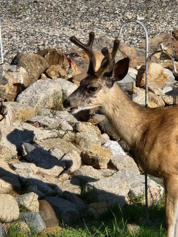 Aspen Valley Ranches - Residential
