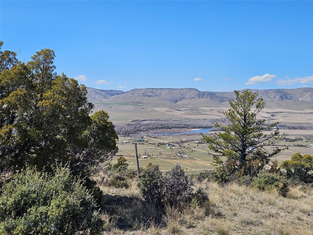 Ponderosa Pines - Land