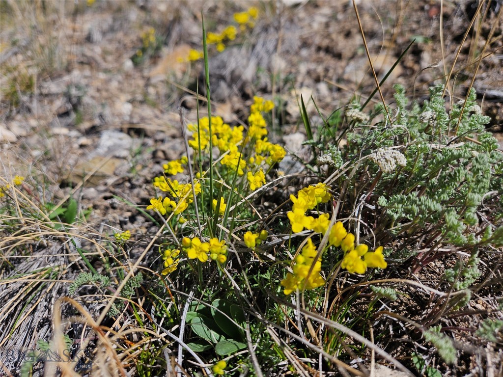 Ponderosa Pines - Land
