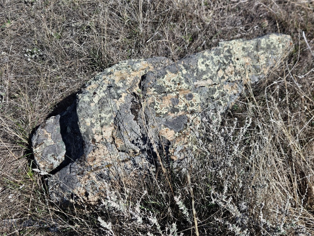 Ponderosa Pines - Land