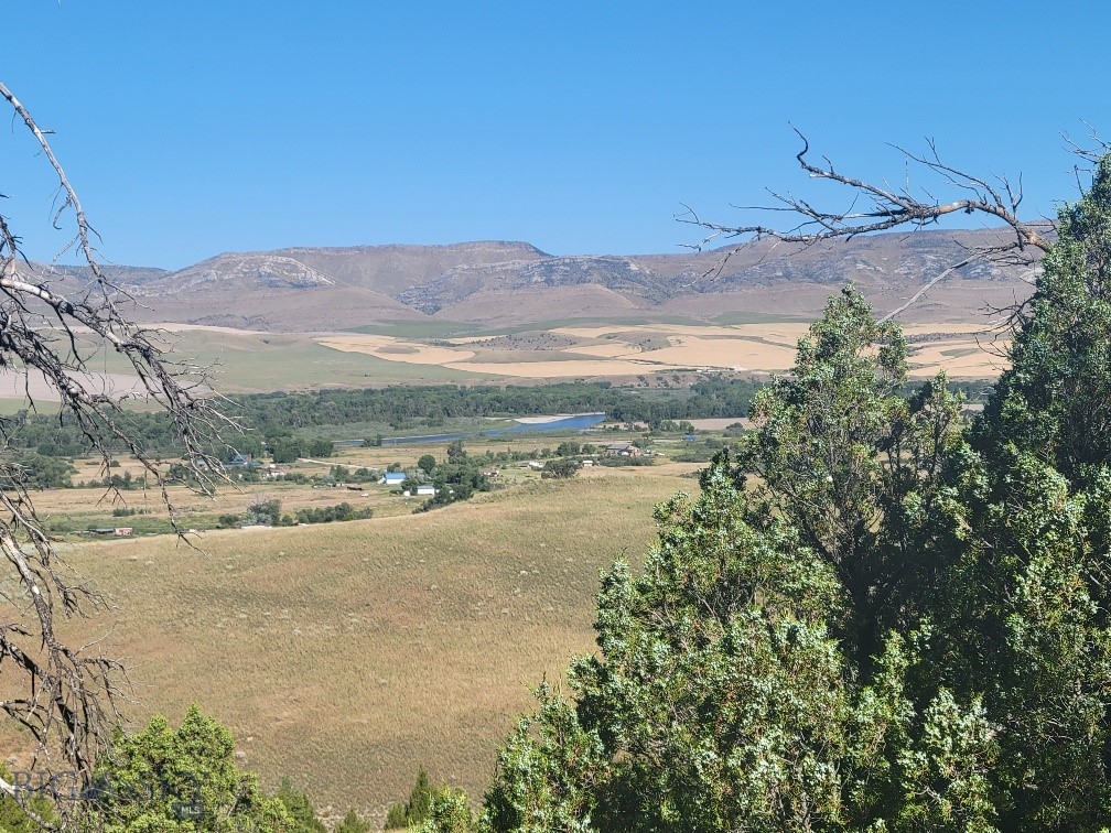 Ponderosa Pines - Land