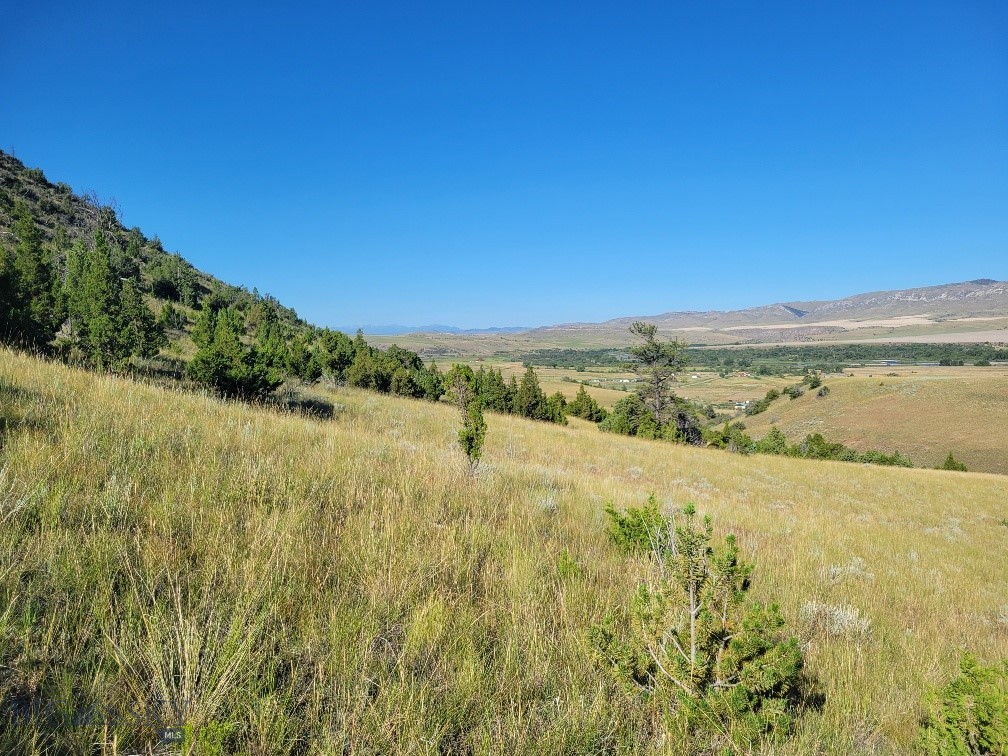 Ponderosa Pines - Land