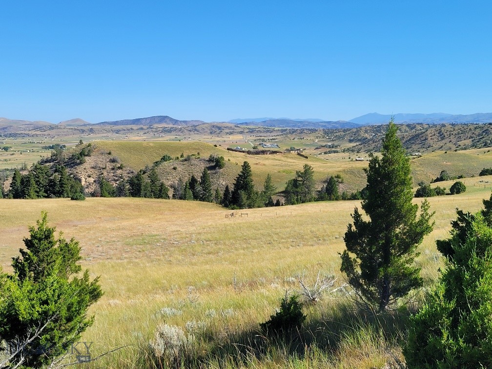 Ponderosa Pines - Land