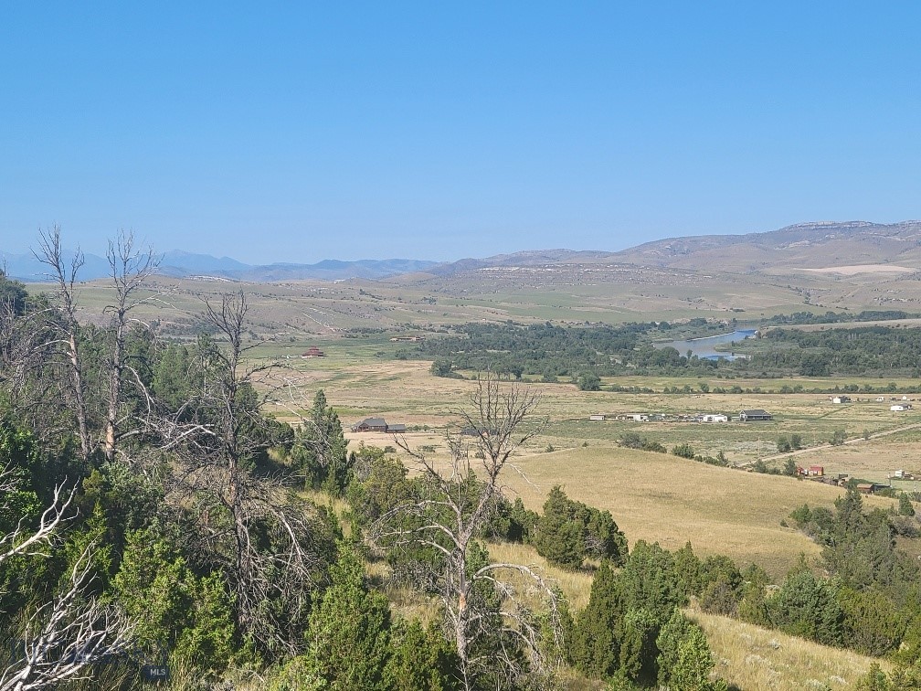 Ponderosa Pines - Land