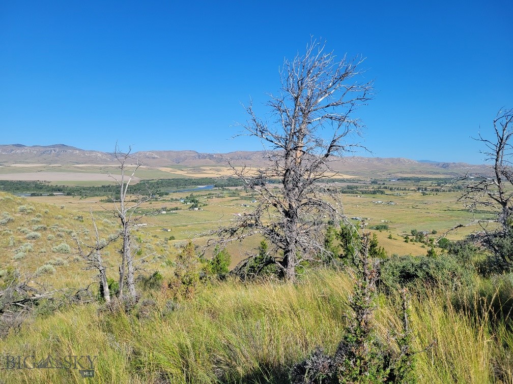 Ponderosa Pines - Land