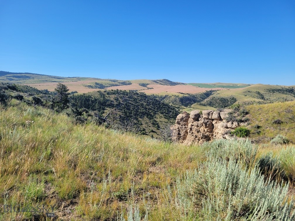 Ponderosa Pines - Land