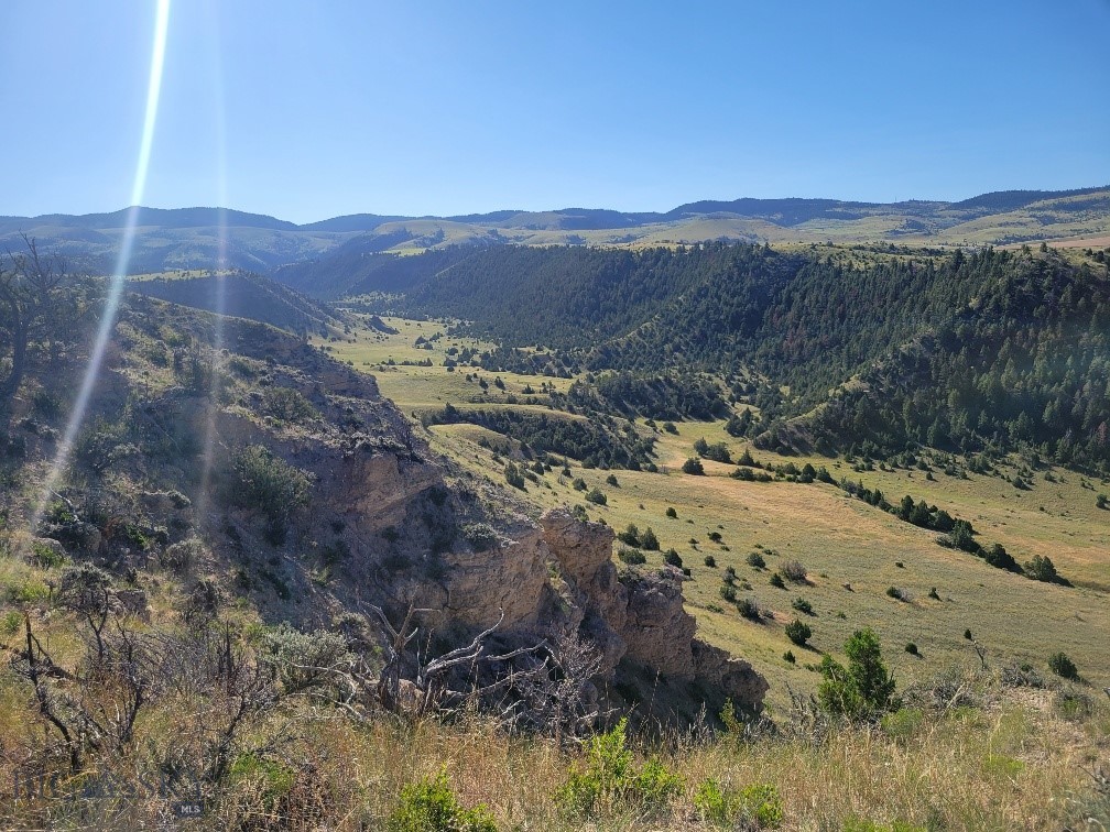 Ponderosa Pines - Land