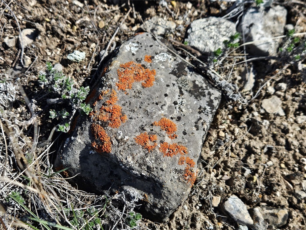 Ponderosa Pines - Land