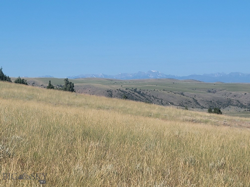 Ponderosa Pines - Land