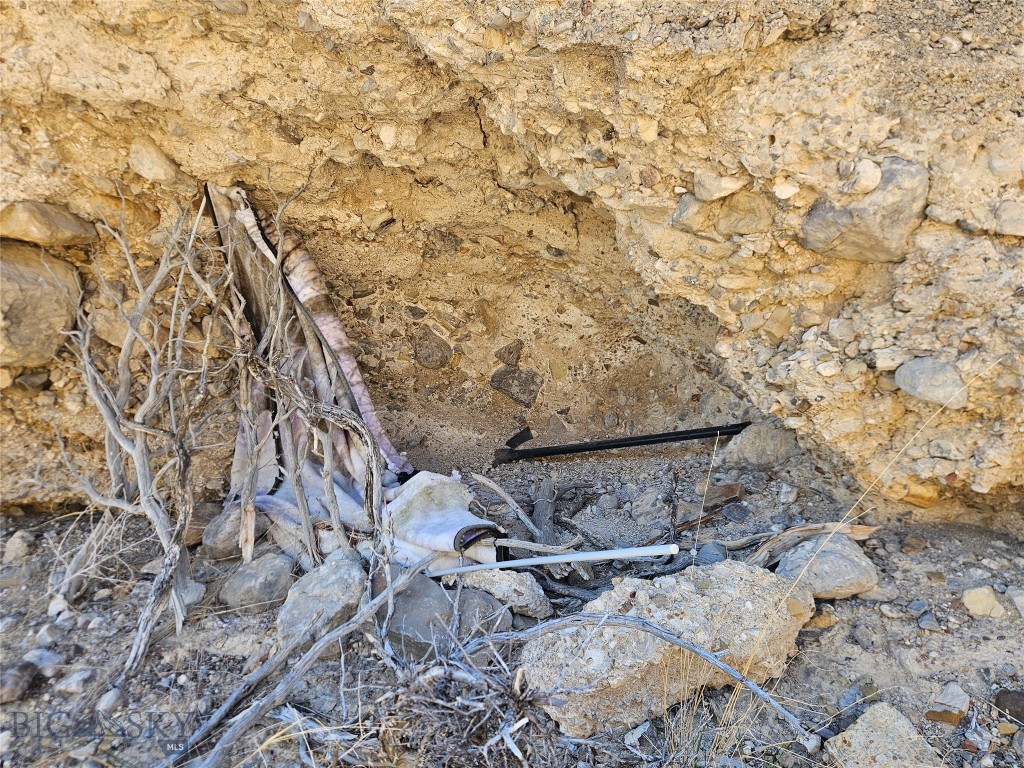 Ponderosa Pines - Land