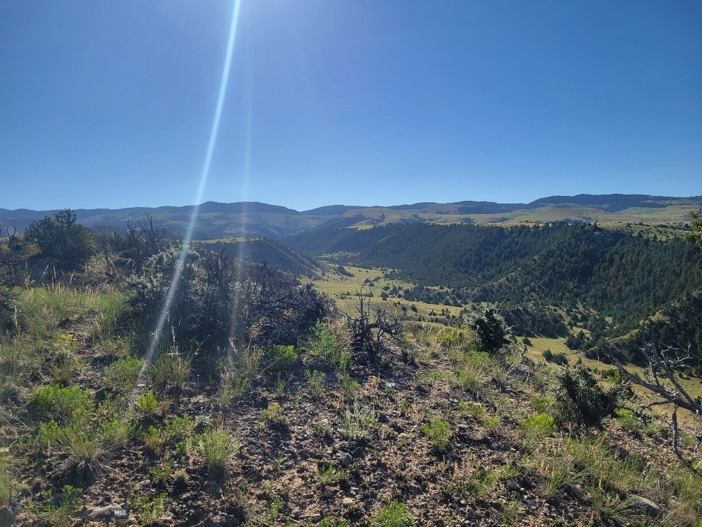 Ponderosa Pines - Land