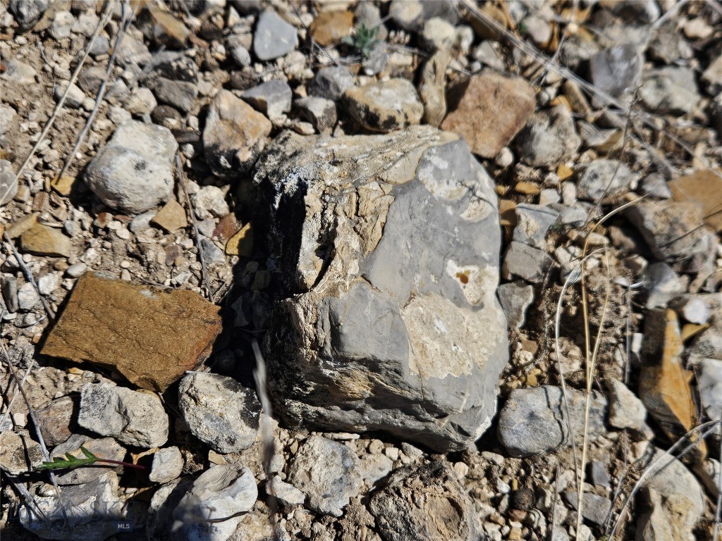 Ponderosa Pines - Land